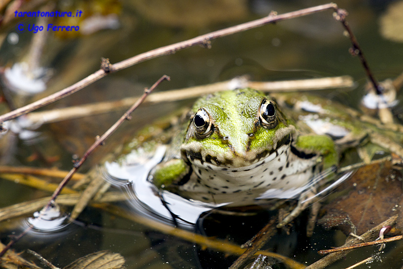 Qualche rana confidente... Pelophylax (anche) bergeri (TA)